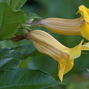 Image of Golden Trumpet or Buttercup Flower