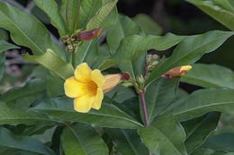 Image of bush allamanda