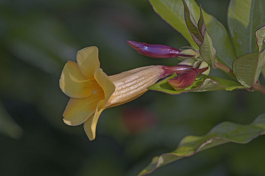 Image of bush allamanda