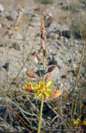 Plancia ëd Hoffmannseggia microphylla Torr.