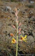 Plancia ëd Hoffmannseggia microphylla Torr.