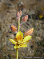 Plancia ëd Hoffmannseggia microphylla Torr.