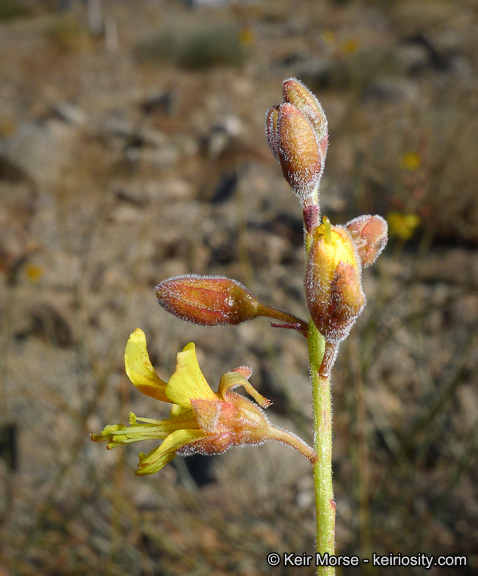 Plancia ëd Hoffmannseggia microphylla Torr.