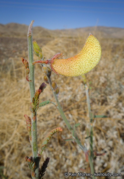 Plancia ëd Hoffmannseggia microphylla Torr.