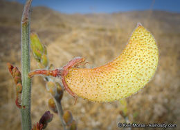 Plancia ëd Hoffmannseggia microphylla Torr.