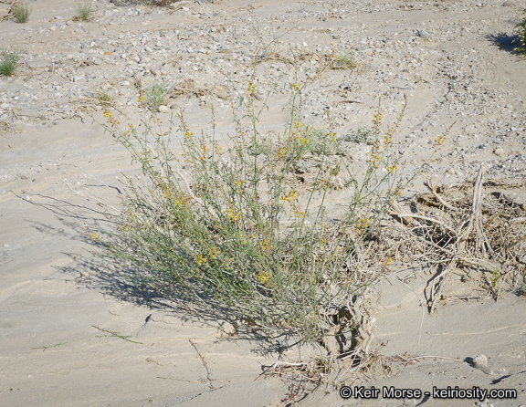 Plancia ëd Hoffmannseggia microphylla Torr.