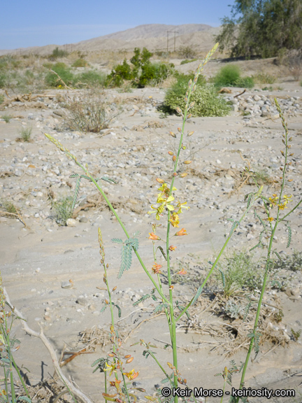 Plancia ëd Hoffmannseggia microphylla Torr.