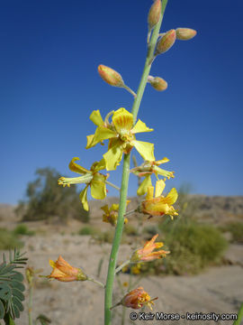 Image of wand holdback