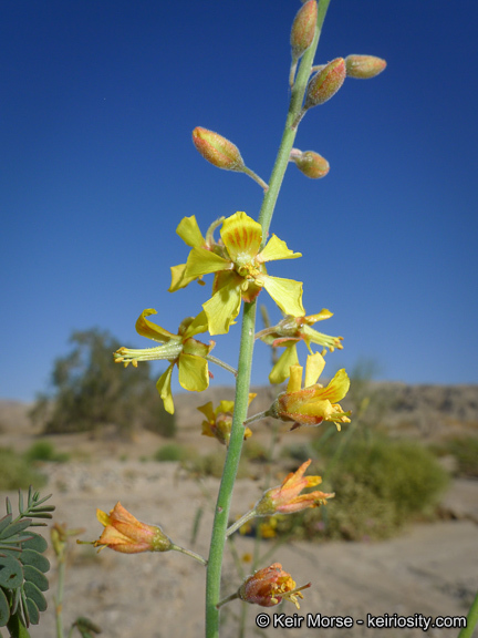 Plancia ëd Hoffmannseggia microphylla Torr.