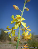 Plancia ëd Hoffmannseggia microphylla Torr.