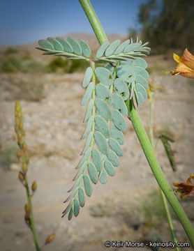 Plancia ëd Hoffmannseggia microphylla Torr.