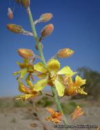 Plancia ëd Hoffmannseggia microphylla Torr.