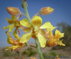 Plancia ëd Hoffmannseggia microphylla Torr.