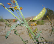 Plancia ëd Hoffmannseggia microphylla Torr.