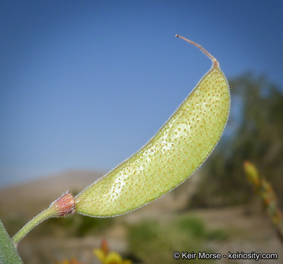 Plancia ëd Hoffmannseggia microphylla Torr.