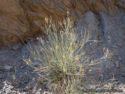 Plancia ëd Hoffmannseggia microphylla Torr.