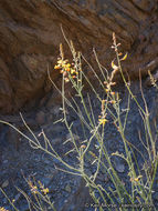 Plancia ëd Hoffmannseggia microphylla Torr.