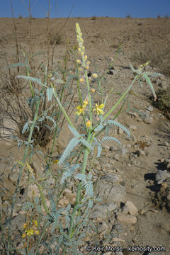 Imagem de Hoffmannseggia microphylla Torr.