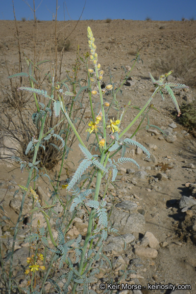 Plancia ëd Hoffmannseggia microphylla Torr.