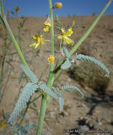 Plancia ëd Hoffmannseggia microphylla Torr.