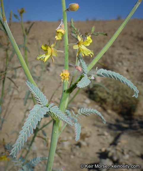 Plancia ëd Hoffmannseggia microphylla Torr.