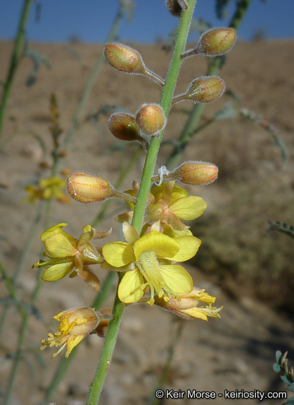 Plancia ëd Hoffmannseggia microphylla Torr.