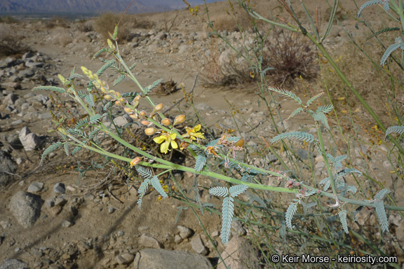 Plancia ëd Hoffmannseggia microphylla Torr.