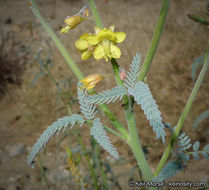 Plancia ëd Hoffmannseggia microphylla Torr.