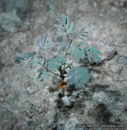 Plancia ëd Hoffmannseggia microphylla Torr.