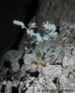 Plancia ëd Hoffmannseggia microphylla Torr.