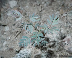 Plancia ëd Hoffmannseggia microphylla Torr.