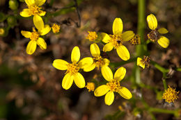 Plancia ëd Senecio angulatus L. fil.