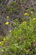 Plancia ëd Senecio angulatus L. fil.