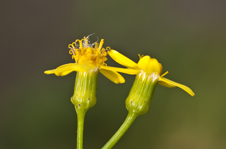 Plancia ëd Senecio angulatus L. fil.