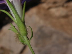 Слика од Ipomoea hederacea (L.) Jacquin