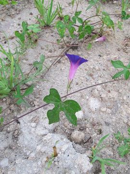 Image of tall morning-glory