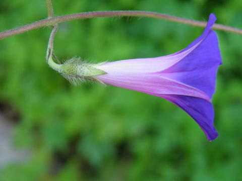 Image of tall morning-glory