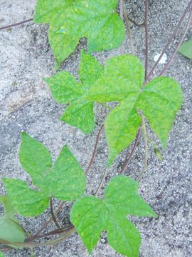 Image of tall morning-glory