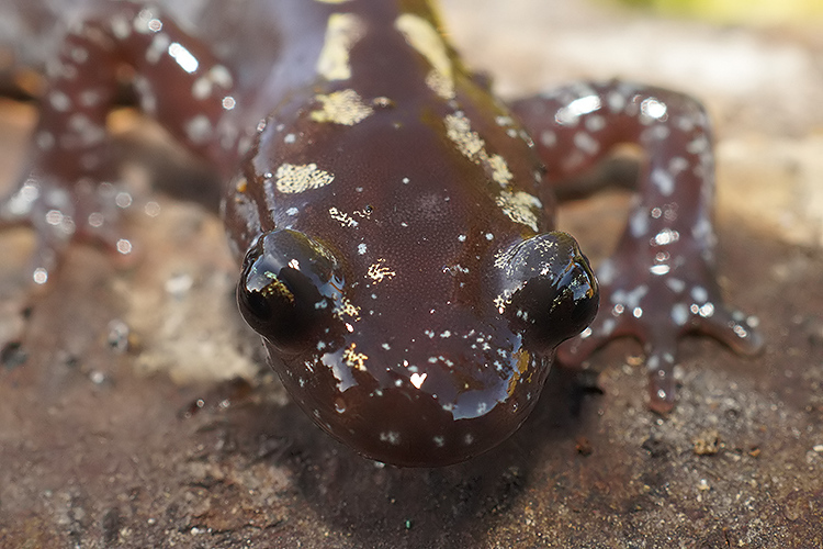 Image of Caucasian Salamander