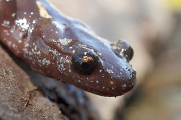 Image of Caucasian Salamander