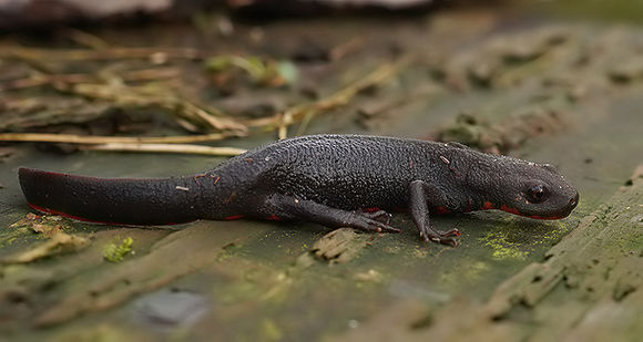 Image of Oriental Fire-bellied Newt