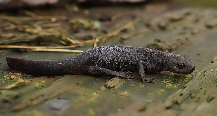 Image of Oriental Fire-bellied Newt