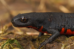 Image of Oriental Fire-bellied Newt