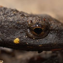 Image of Chinese Warty Newt