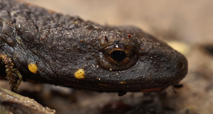 Image de Paramesotriton chinensis (Gray 1859)