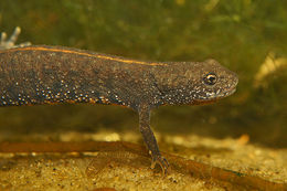 Image of Danube Crested Newt