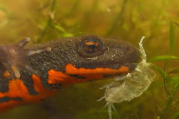 Image of Oriental Fire-bellied Newt