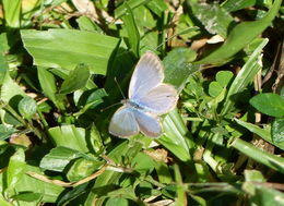 Image of Common Hedge Blue