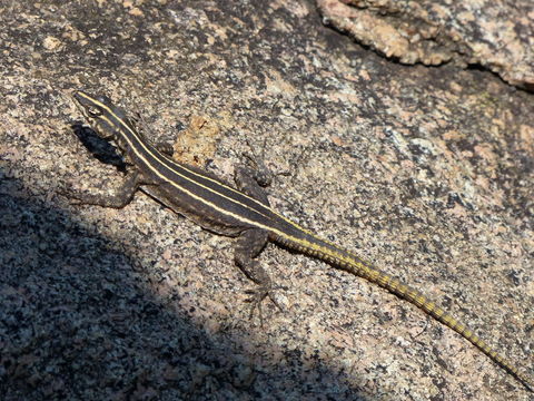 Image of Common Flat Lizard