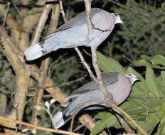 Image of Red-eyed Dove